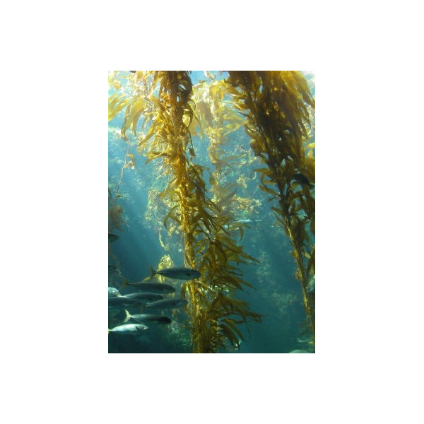 Sea Kelp