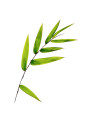 Bamboo Leaf Flavor (Water Soluble Powder)