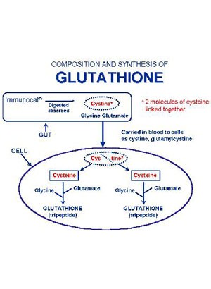 N-Acetyl Cysteine (สังเคราะห์ Glutathione)
