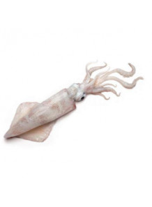 Squid Flavor (Water Soluble Powder)