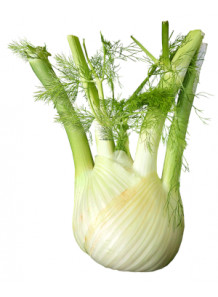 Fennel Flavor (Water Soluble Powder)