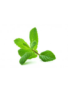 Peppermint Flavor (Water Soluble Powder)