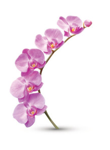 Orchid Flower Flavor (Water...