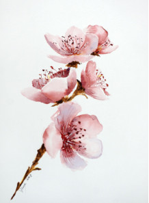 Cherry Blossum Flavor (Water Soluble Powder)