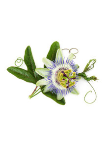  Passion Flower Flavor (Water Soluble Powder)