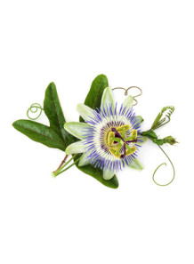 Passion Flower Flavor...