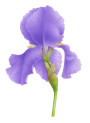 Iris Extract (Food Flavor, Oil-Soluble), FEMA 2829