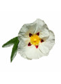 Labdanum Extract (Food Flavor, Oil-Soluble), FEMA 2610