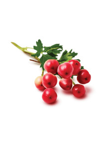 Hawthorn Extract (Food...