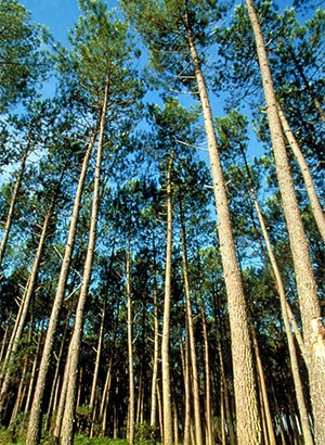 French Pine Bark Extract (Water Soluble, Proanthocyanidins 10%)