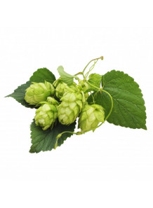 Hops Extract (Food Flavor, Alcohol-Soluble)