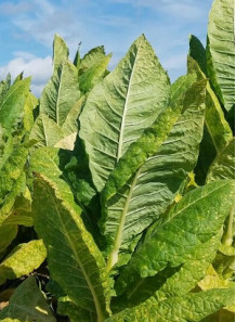 Burley (Light/Air-Cured) Tobacco Extract (Food Flavor)