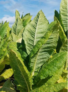  Burley (Light/Air-Cured) Tobacco Extract (Food Flavor)