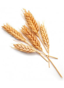 Wheat Flavor (Water/Oil Disperse)