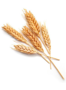  Wheat Flavor (Water & Oil Soluble, Propylene Glycol Base)