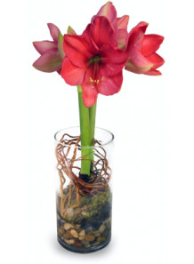 Amaryllis Flavor (Water/Oil Disperse)