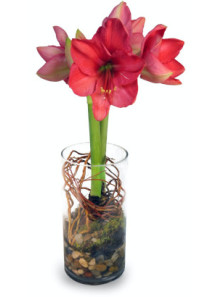  Amaryllis Flavor (Water & Oil Soluble, Propylene Glycol Base)