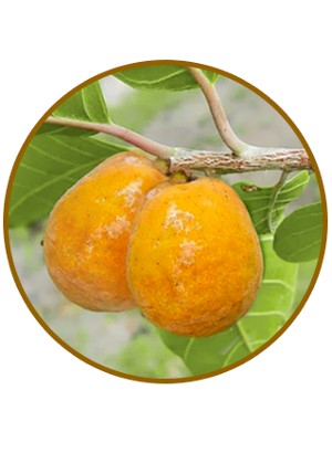 สารสกัดมะหาด (Oxyresveratrol)