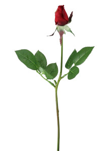 Rose Flavor (Water & Oil...