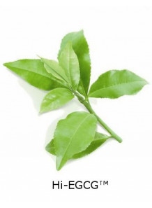 Hi-EGCG™ (Green Tea Extract)