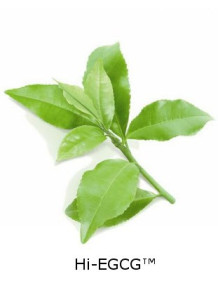 Hi-EGCG™ (Green Tea Extract)