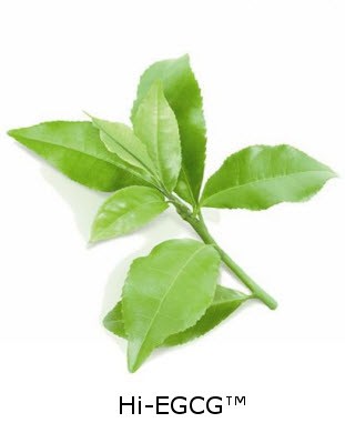 Hi-EGCG™ (Green Tea Extract)