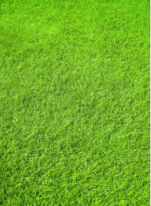 Green Grass Flavor...