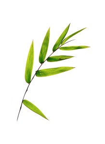  Bamboo Leaf Flavor (Water-Soluble)