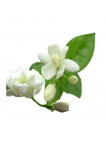 Jasmine Flower Flavor (Water-Soluble)
