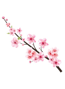  Sakura Flavor (Water & Oil Soluble, Propylene Glycol Base)