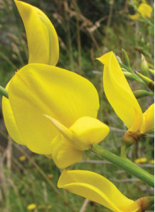 (Spanish) Broom Absolute