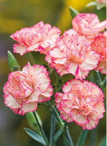 Carnation Absolute