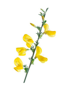 Spanish Broom (Spartium...