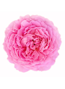 Cabbage Rose (Rosa...