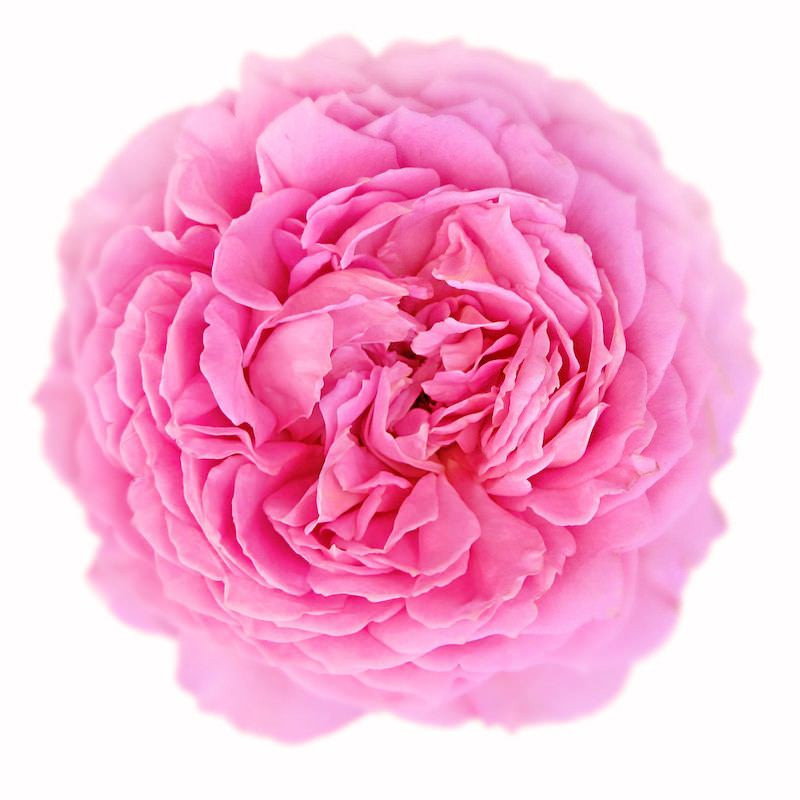 Cabbage Rose (Rosa Centifolia) Extract