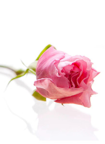  Rose de mai (Rosa Centifolia) Extract﻿