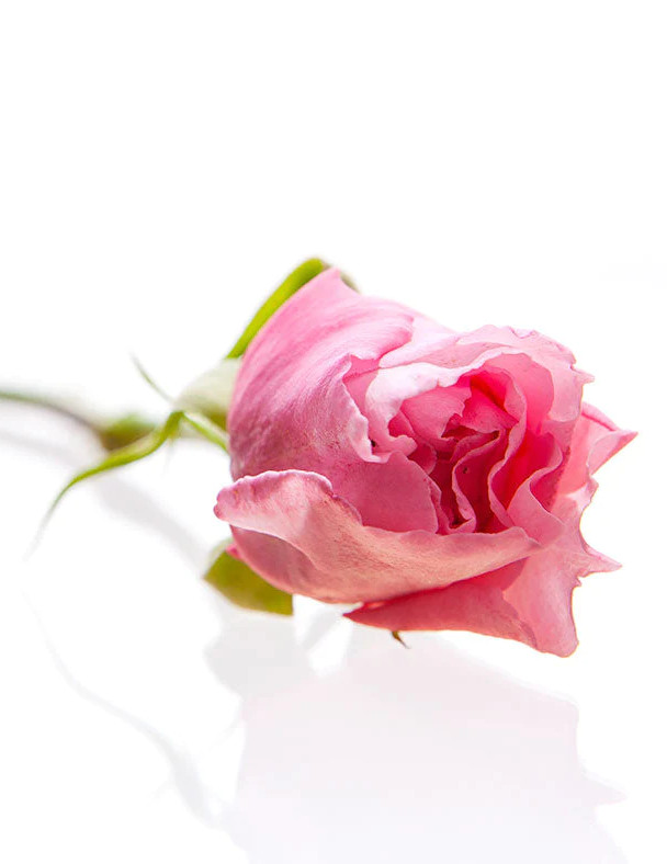 Rose de mai (Rosa Centifolia) Extract
