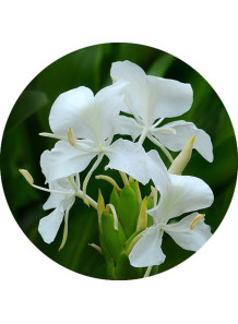 Ginger Lily (Hedychium...