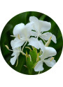 Ginger Lily (Hedychium Coronarium) Extract