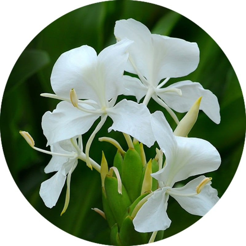 Ginger Lily (Hedychium Coronarium) Extract