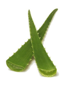  Aloe Vera Extract (อัตราสกัด 10:1 FullAssay™)