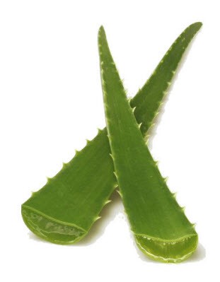 Aloe Vera Extract (อัตราสกัด 10:1 FullAssay™)