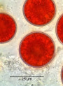 Astaxanthin แอสตาแซนธิน (10% Algae Extract, น้ำมัน)