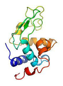  Lysozyme (20,000 U/mg, White Egg)