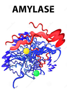  Alpha Amylase Enzyme (20,000U/g, Medium Temperature)