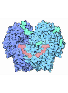  Glucose Oxidase Enzyme (10,000U/g)