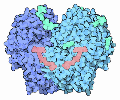 Glucose Oxidase Enzyme (10,000U/g)