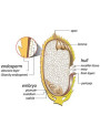 GABA Gamma aminobutyric acid (Natural Bioferment)
