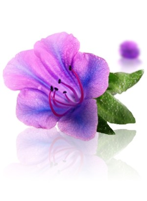 Echium Oil (Refined)