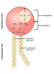  PhosphoMax™ (Natural Phospholipid Emulsifier)